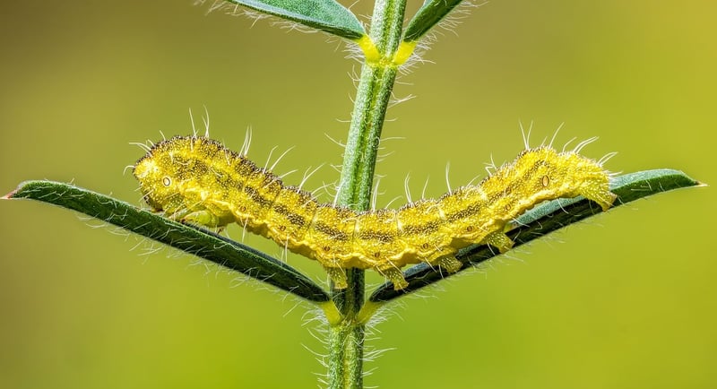 Biological Wonders